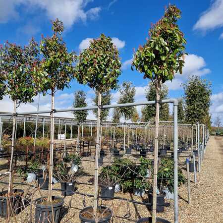 Photinia x fra. Red Robin - image 1