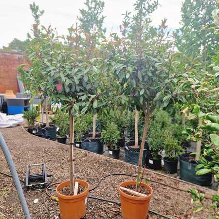 Photinia x fra. Red Robin - image 2