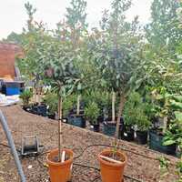 Photinia x fra. Red Robin - image 2