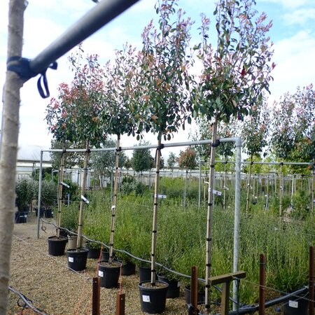 Photinia x fra. Red Robin