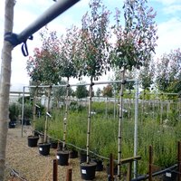 Photinia x fra. Red Robin