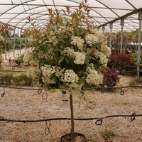 Photinia x fra. Red Robin - image 1