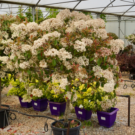 Photinia x fra. Red Robin  Order online @ Tendercare