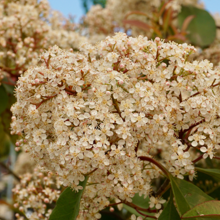 Photinia x fra. Red Robin - image 3