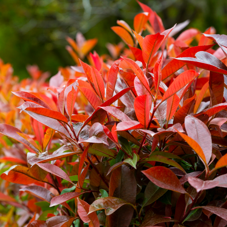 Photinia x fra. Red Robin | Order online @ Tendercare