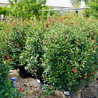 Photinia x fra. Robusta compacta