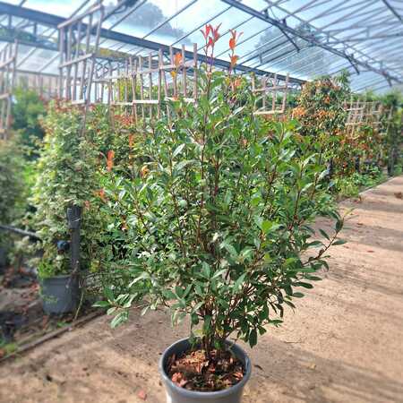 Photinia x fra. Robusta compacta