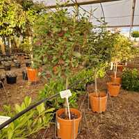 Photinia x fra. Robusta compacta