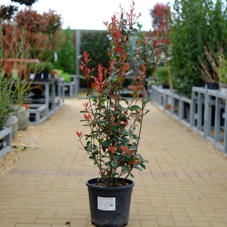 Photinia x fra. Robusta compacta