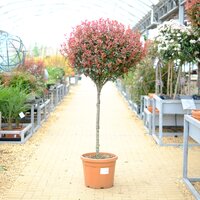 Photinia x fra. Robusta compacta