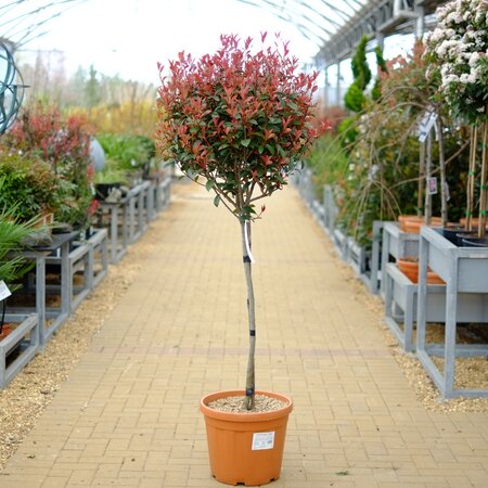 Photinia x fra. Robusta compacta