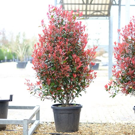 Photinia x fra. Robusta compacta - image 1