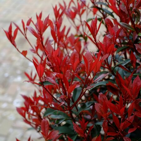 Photinia x fra. Robusta compacta - image 2