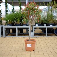 Photinia x fra. Robusta compacta