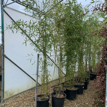 Phyllostachys viridiglaucescens