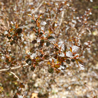 Physocarpus Little Joker