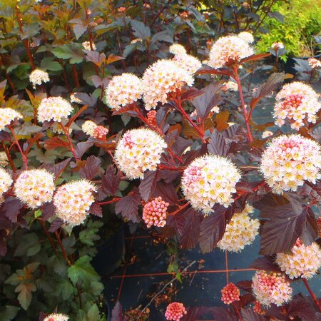 Physocarpus Little Joker