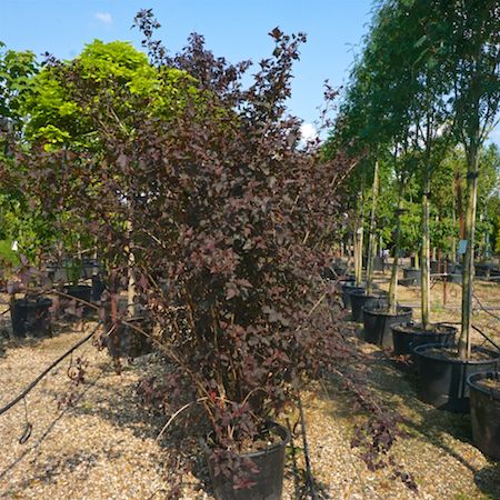 Physocarpus opu. Diabolo | Order online @ Tendercare