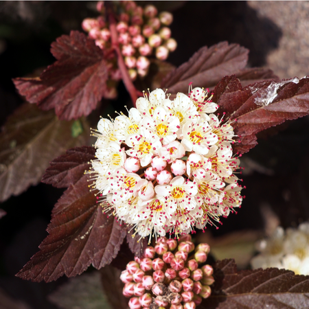 Physocarpus opu. Diabolo | Order online @ Tendercare