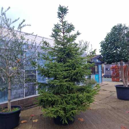 Picea abies - image 1