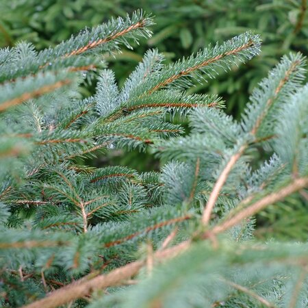 Picea abies - image 2