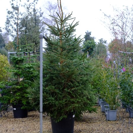 Picea abies - image 2