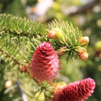 Picea abies Acrocona