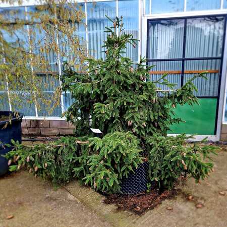 Picea abies Acrocona - image 1