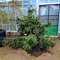 Picea abies Acrocona - image 1