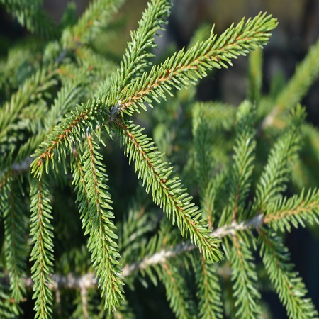 Picea orientalis