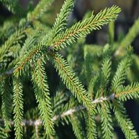 Picea orientalis