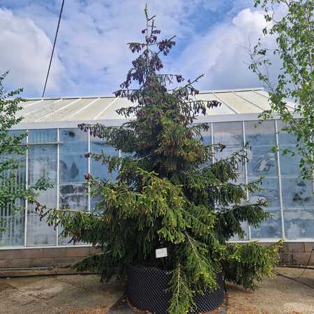 Picea orientalis Aureospicata - image 1