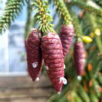 Picea orientalis Aureospicata - image 3