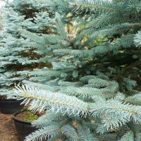 Picea pungens Fat Albert - image 2