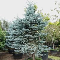 Picea pungens Fat Albert - image 1