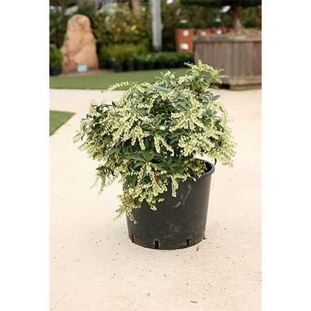 Pieris jap. Taiwanensis