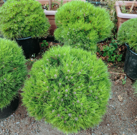 Pinus Marie Bregeon