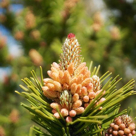 Pinus Mugo - image 2