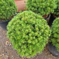 Pinus mugo Benjamin