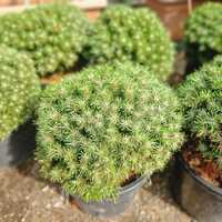 Pinus mugo Benjamin