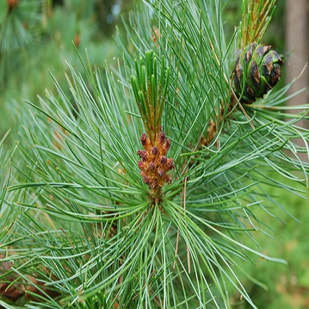 Pinus mugo Gnom - image 2