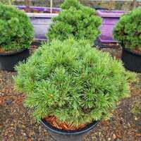Pinus mugo Mops