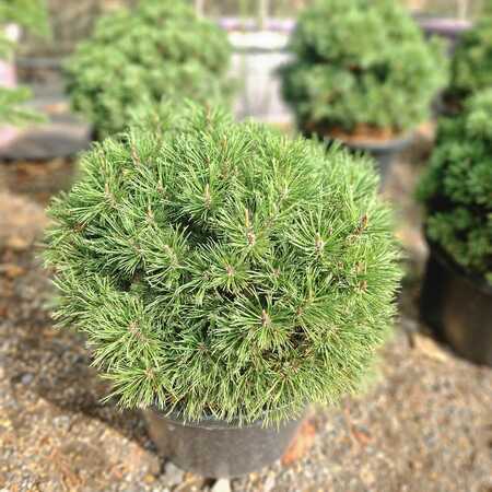 Pinus mugo Mops
