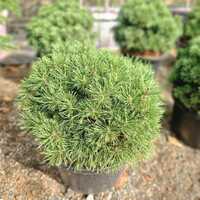 Pinus mugo Mops