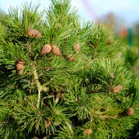 Pinus mugo Mughus - image 2