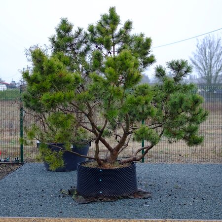 Pinus mugo Mughus | Order online @ Tendercare