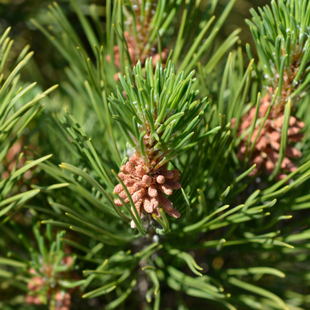 Pinus mugo Mughus | Order online @ Tendercare