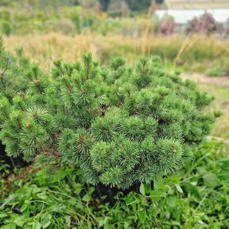 Pinus mugo Pumilio