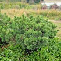 Pinus mugo Pumilio