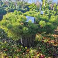 Pinus mugo Pumilio